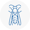 Innerleithen Wasp Nest Removal